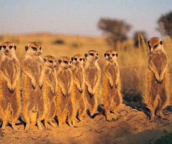 wildlife tours to Botswana with a small group